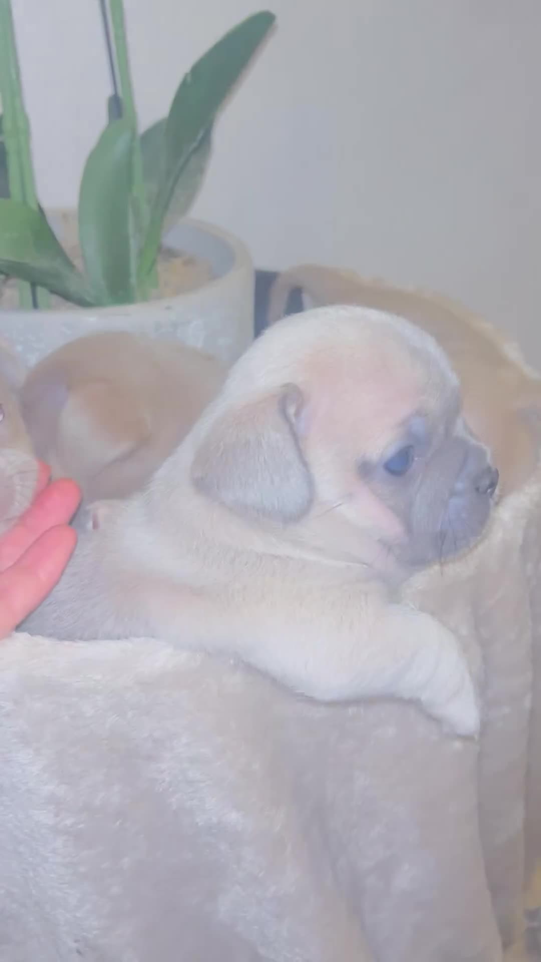 Mixed Breed dogs for sale: Beautiful French Bulldog x Chihuahua Puppies  - Video 4