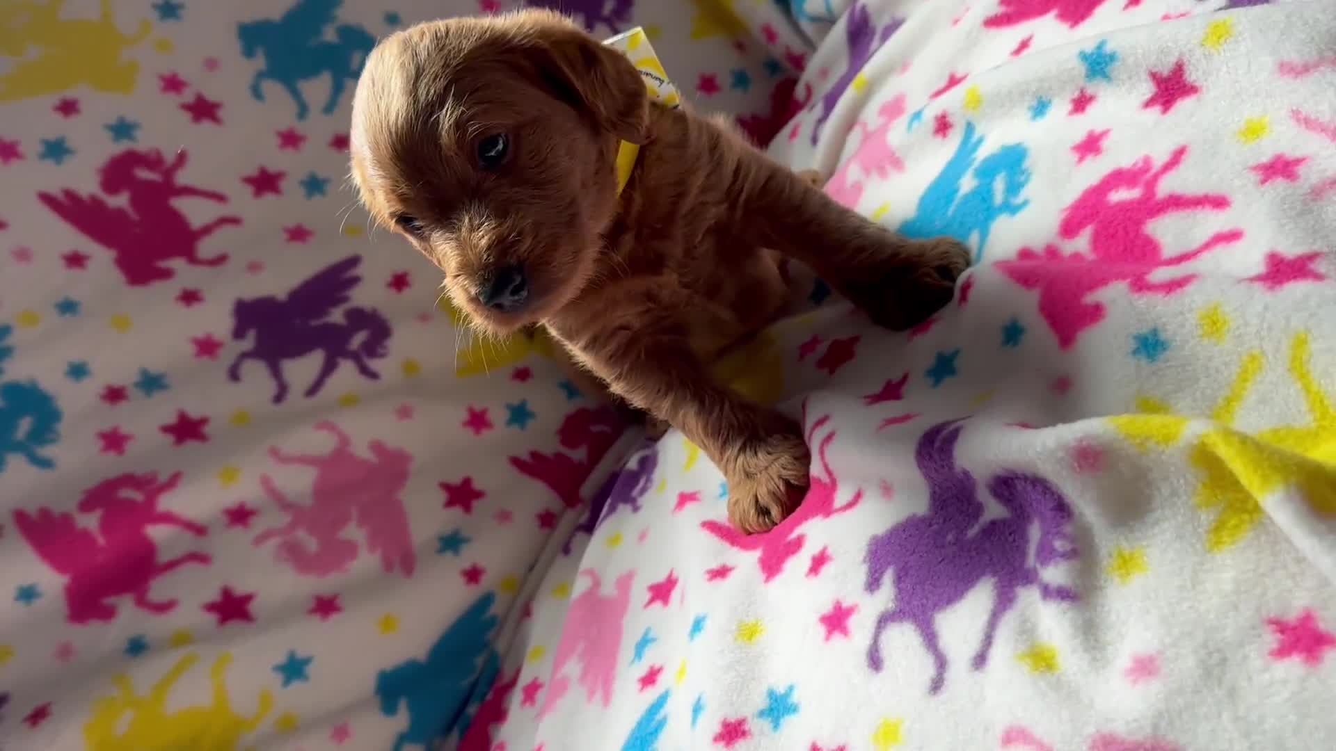 Labradoodle dogs for sale: Miniature Labradoodles  - Video 1