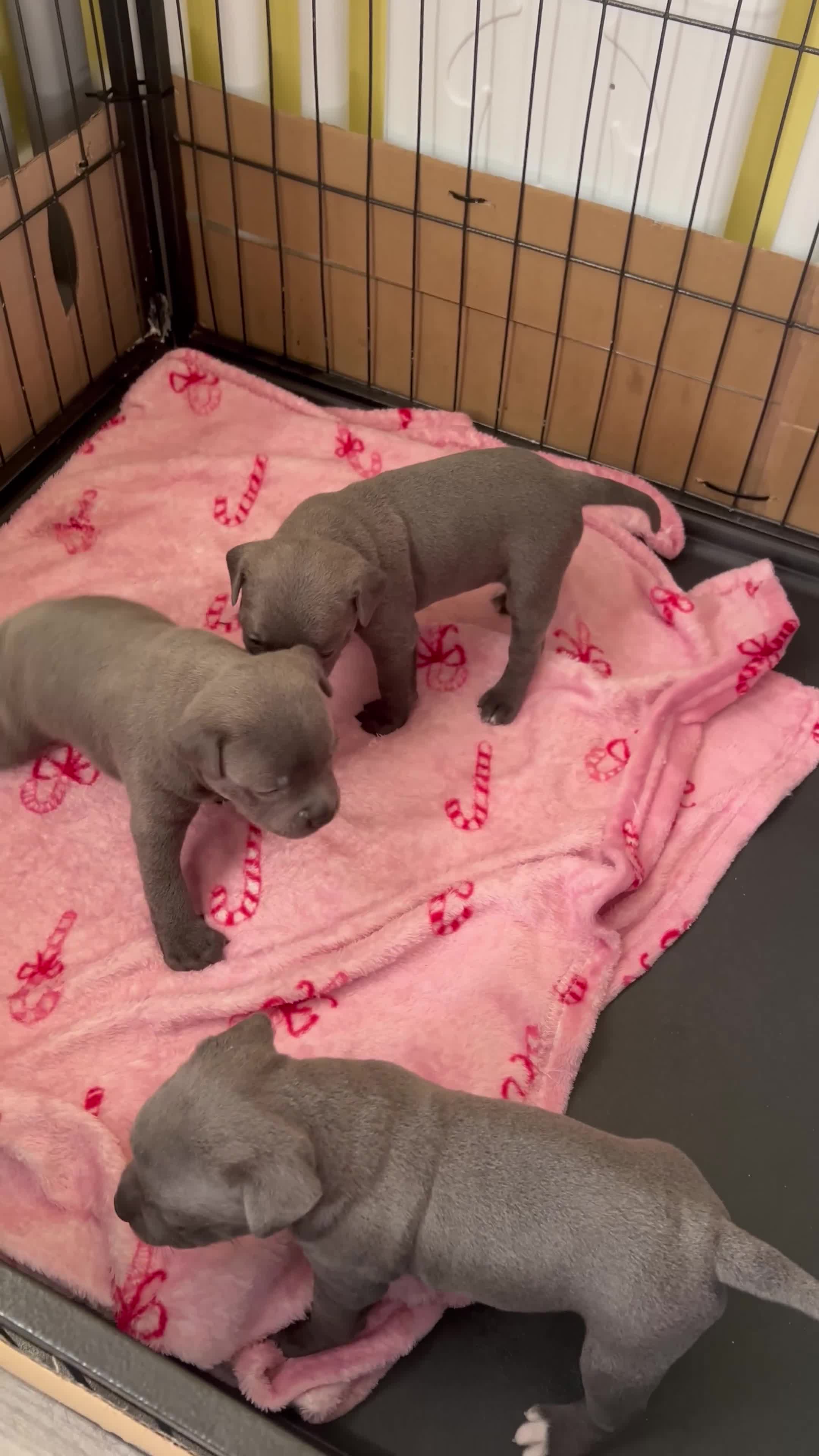 Staffordshire Bull Terrier dogs for sale: Stunning KC registered Staffy puppies 💙💙🩷🩷🩷 - Video 2