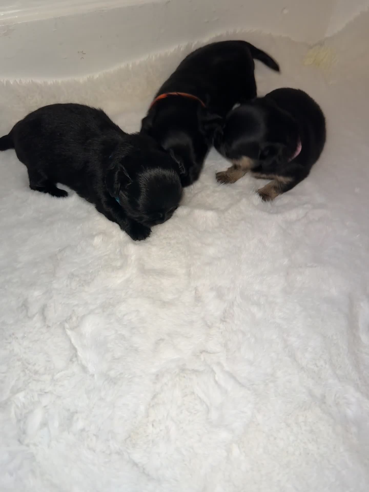 Mixed Breed dogs for sale: Chihuahua × Jack Russell Puppies – KC Reg Dad” - Video 1