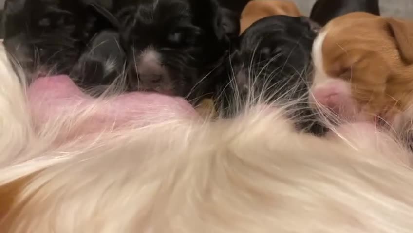 Cocker Spaniel dogs for sale: Working Cocker Spaniel Puppies - Video 2