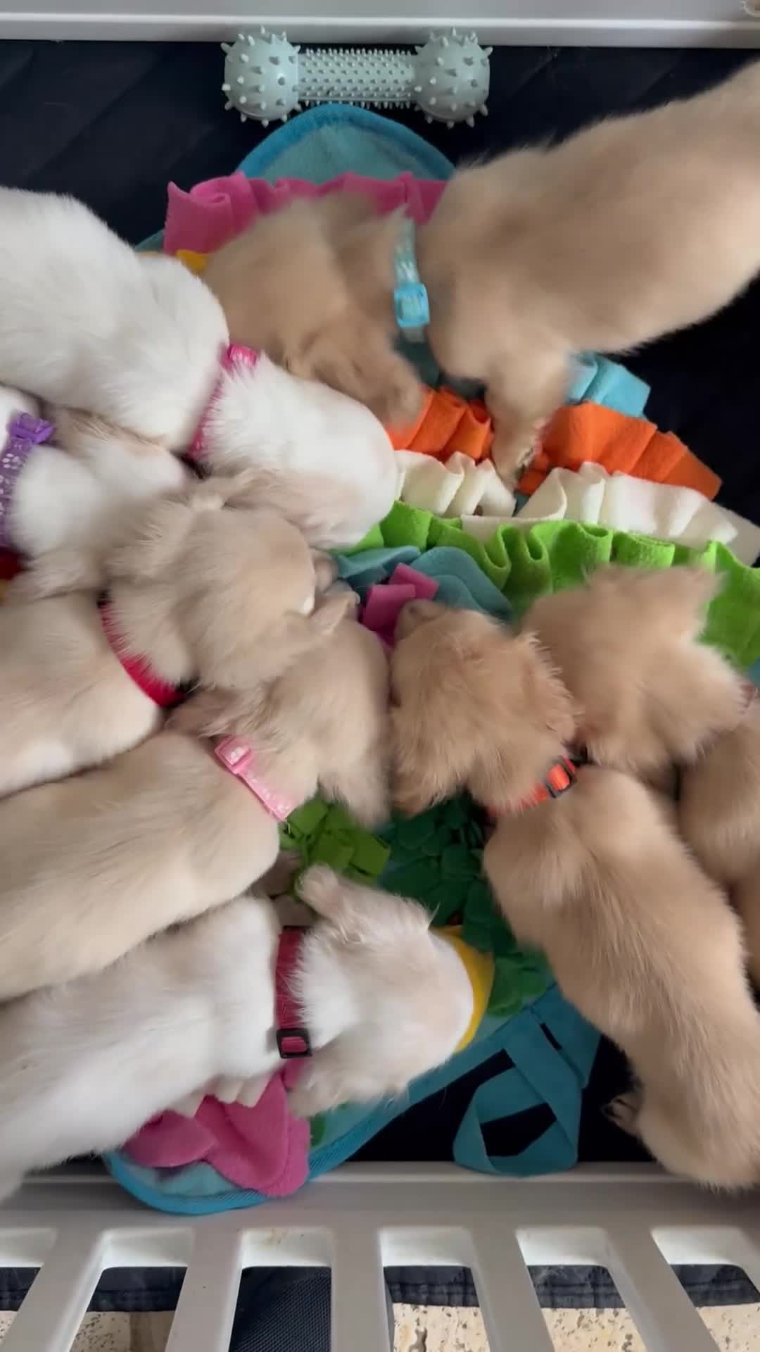 Miniature Dachshund dogs for sale: Exceptional PRA clear champion L/H Dachshund 🤍 - Video 1