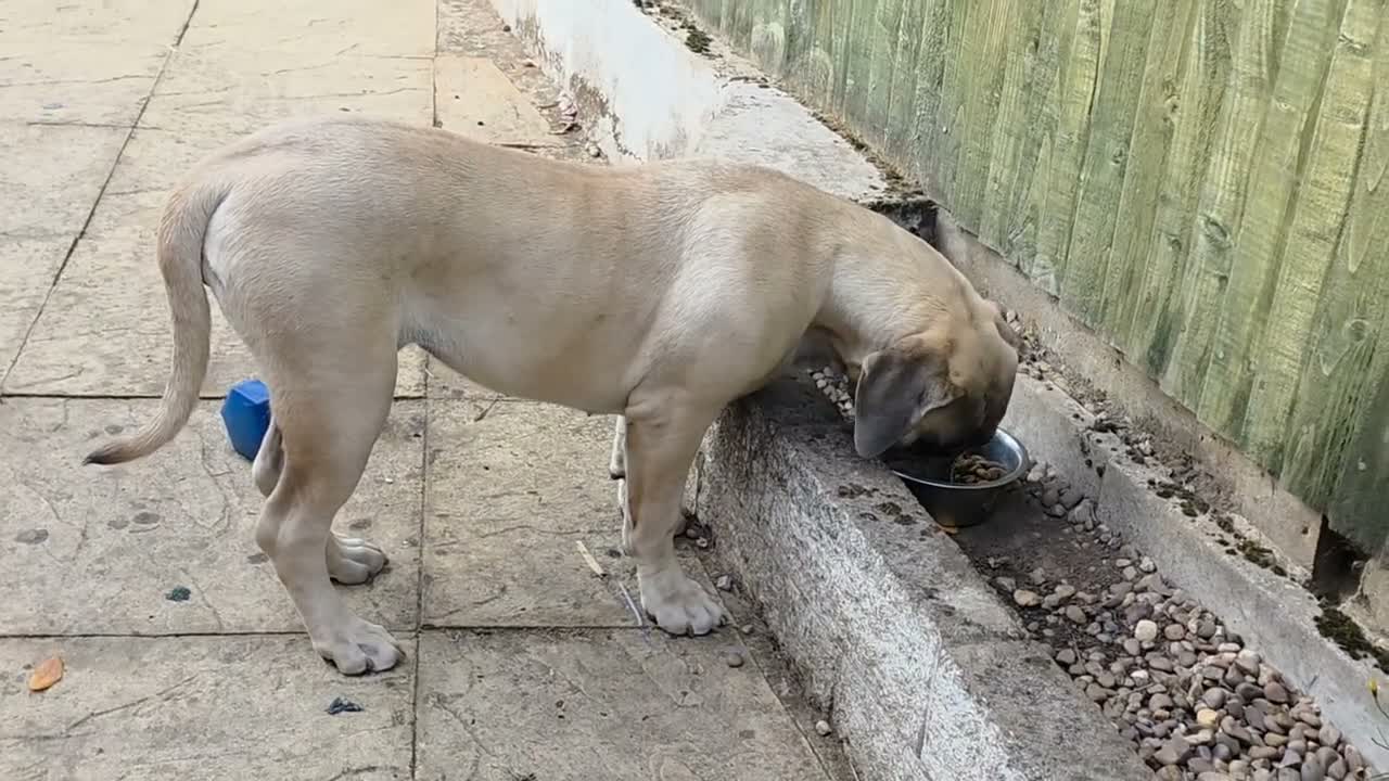 Boerboel dogs for sale: SABBS REGISTERED KENNEL - Video 4
