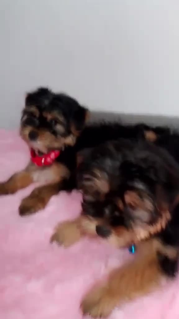 Yorkshire Terrier dogs for sale: 🐾Gorgeous yorkshire terriers puppies  - Video 1
