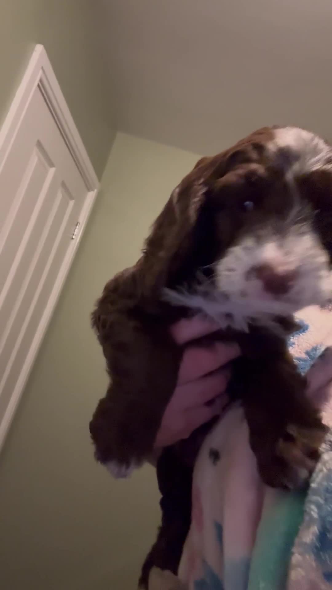 Cockapoo dogs for sale: My beautiful Cockapoo babies Ready Now  - Video 1