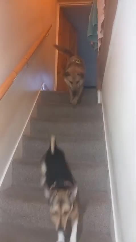 Mixed Breed dogs for adoption: 💙CACTUS💙 LOW-MEDIUM BOY LOVES WITH ALL HIS HEART in Folkestone - Video 2