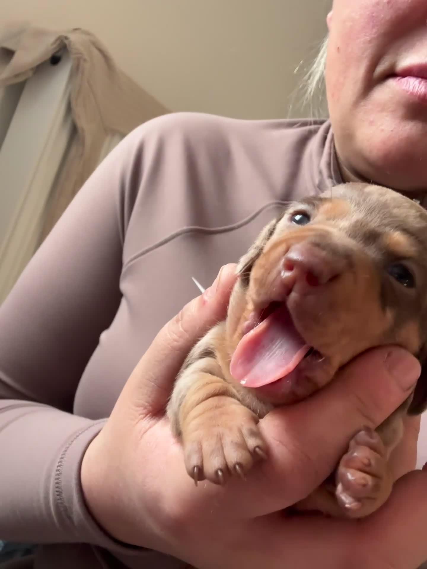 Miniature Dachshund dogs for sale: Special delivery 💙❤️ - Video 3