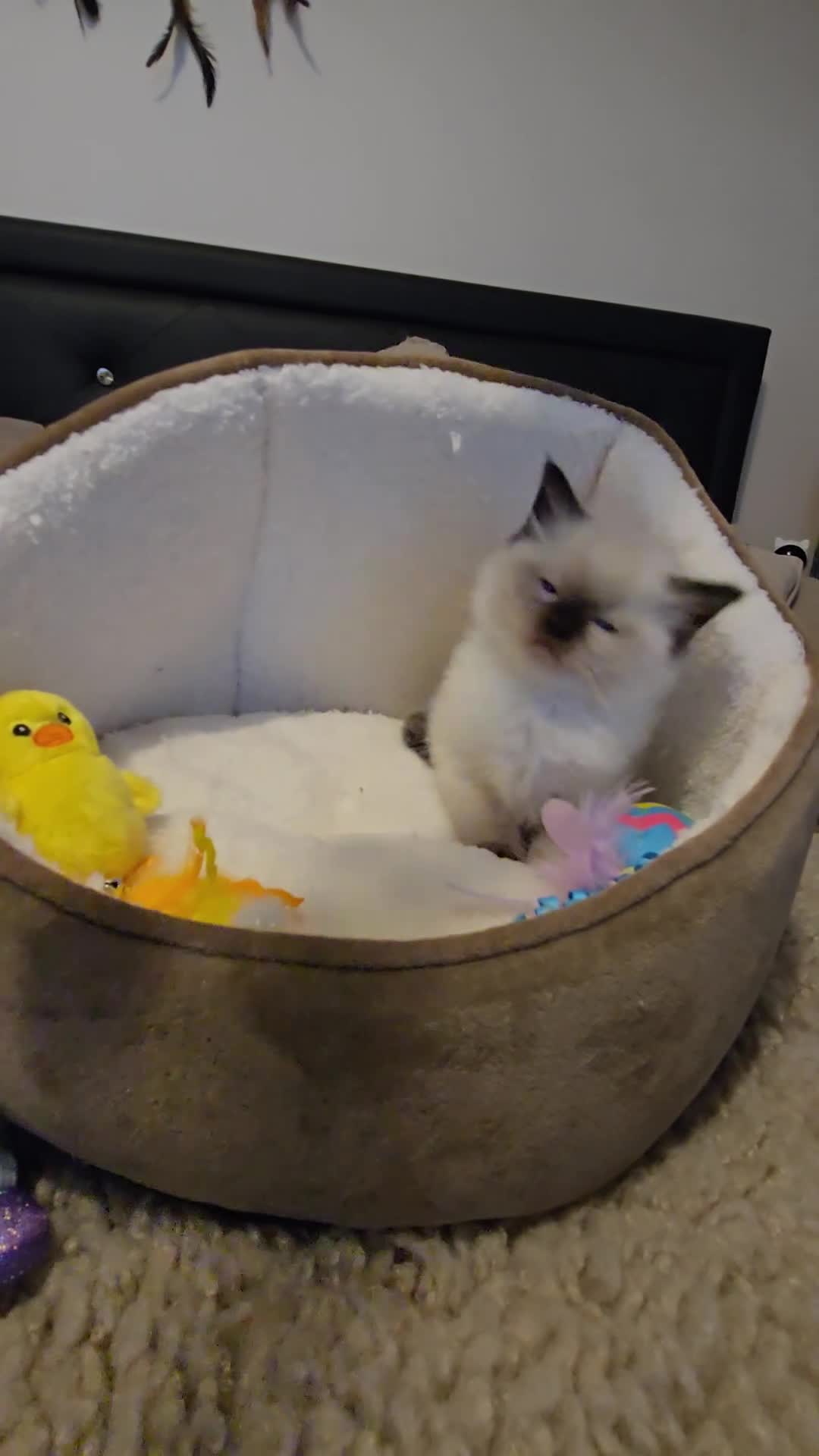 Ragdoll cats for sale: Gorgeous Pedigree chunky ragdolls - Video 2