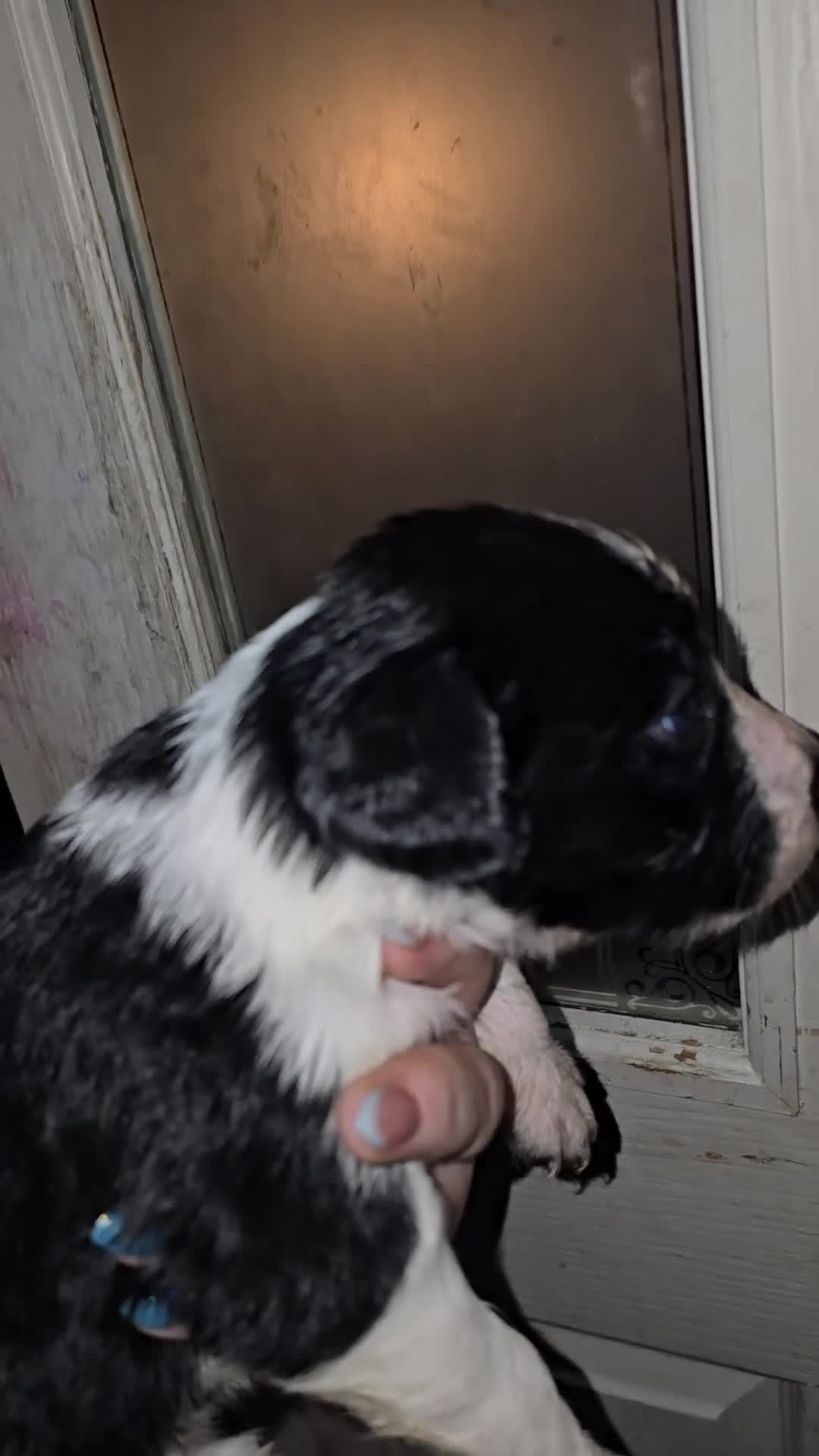 Mixed Breed dogs for sale: Beautifull sprollie pups - Video 1