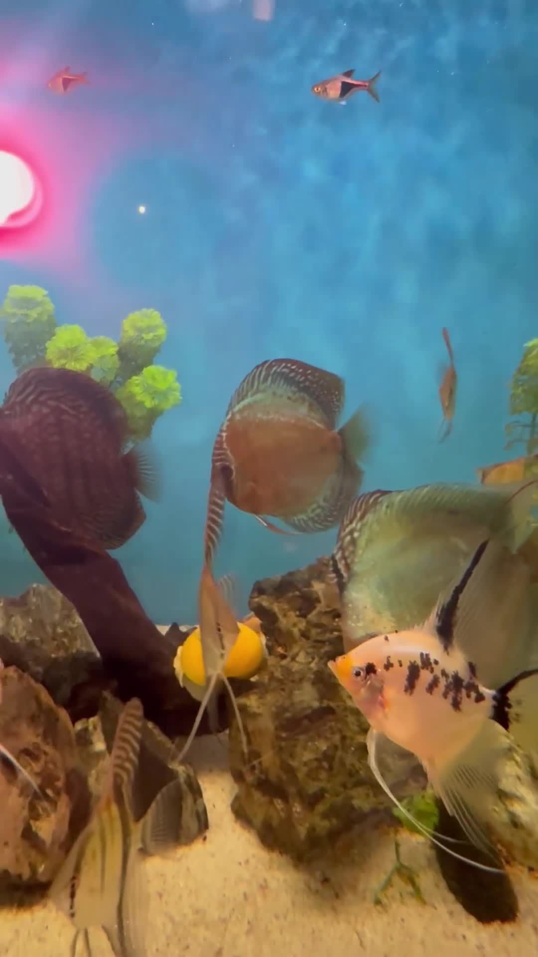 Discus fish for sale: 10 discus for sale due to house move - Video 1