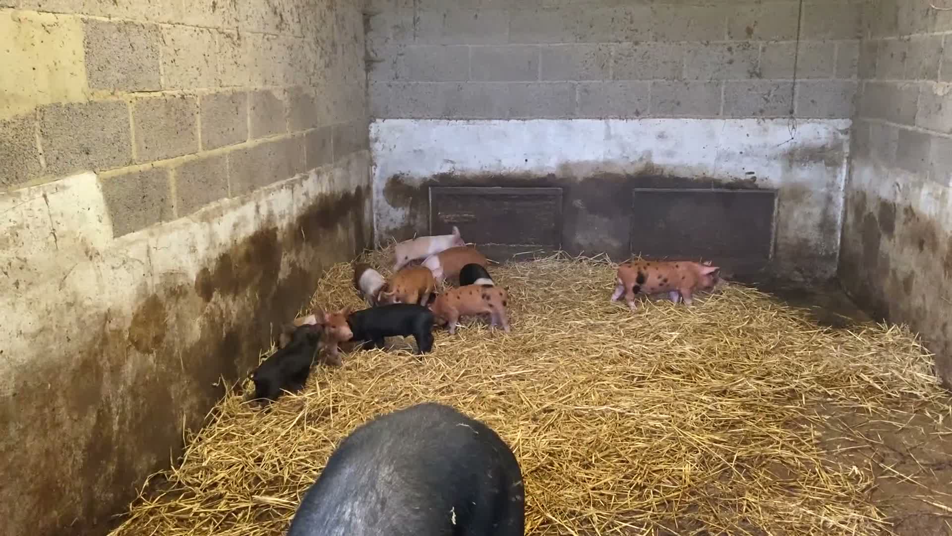 Pig livestock for sale: Weaners saddleback x Tamworth  - Video 1