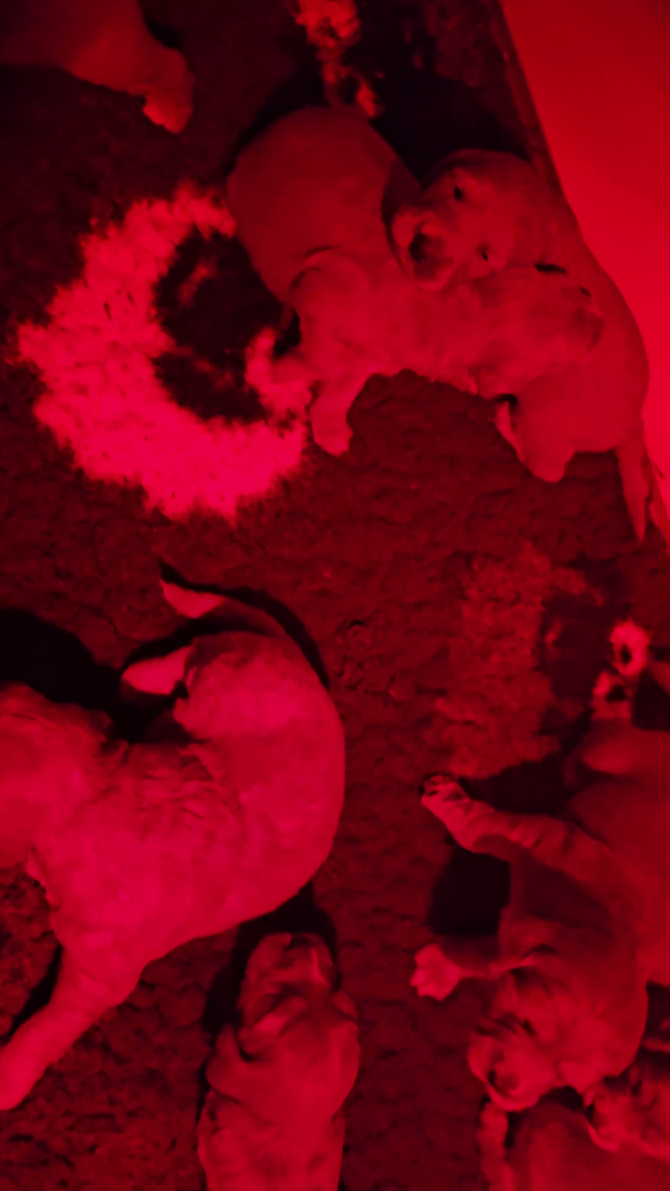 Mini Goldendoodle dogs for sale: F1 MINI GOLDENDOODLES  - Video 2