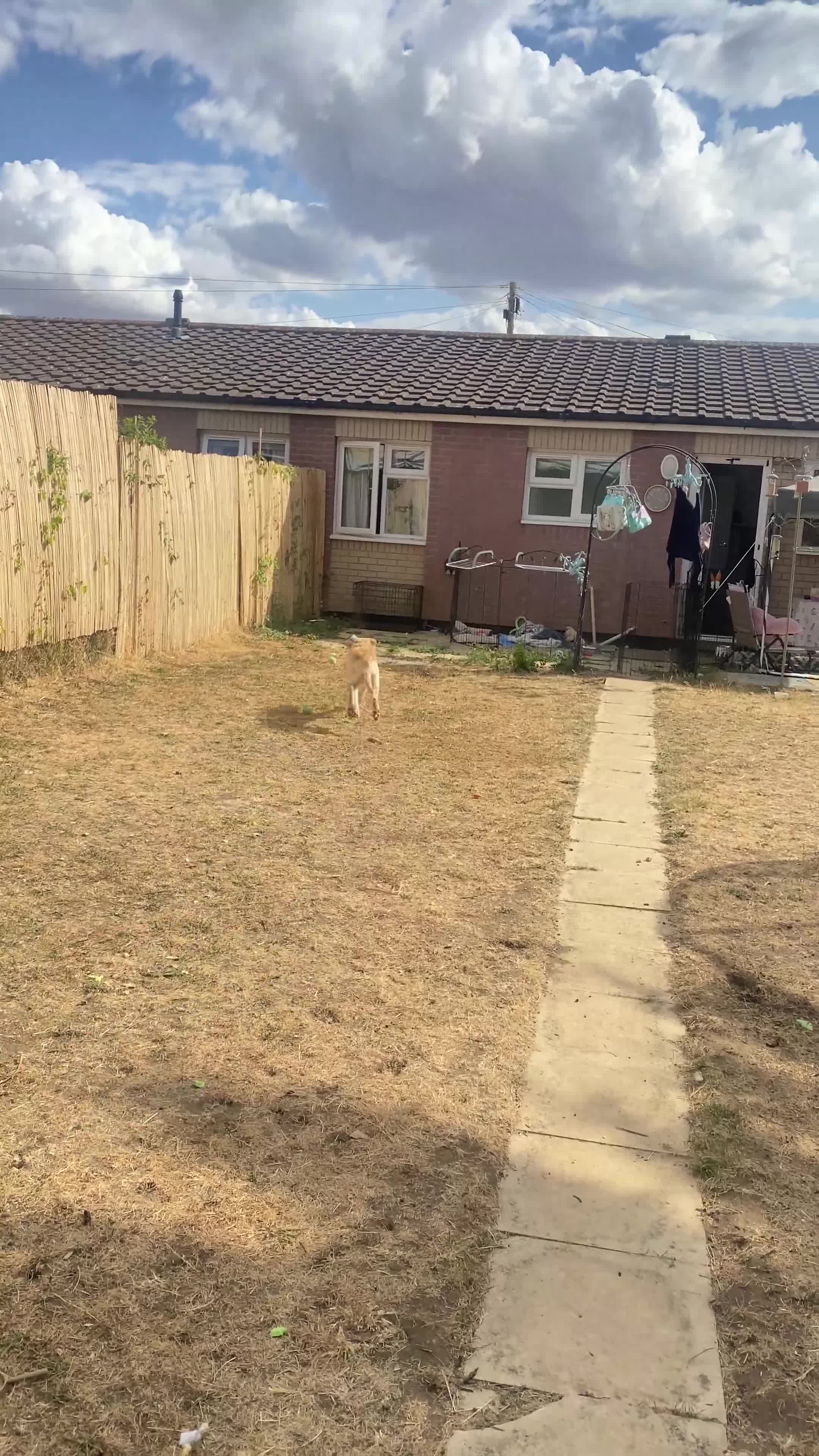 Golden Retriever dogs for sale: Female 6 month old Golden Retriever  in Biggleswade - Video 1