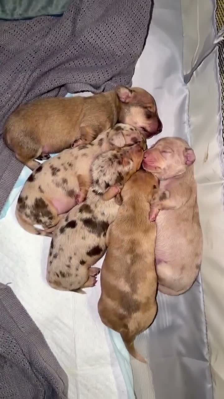 Miniature Dachshund dogs for sale: Isabella & cream dapple puppies  in Barnsley - Video 1