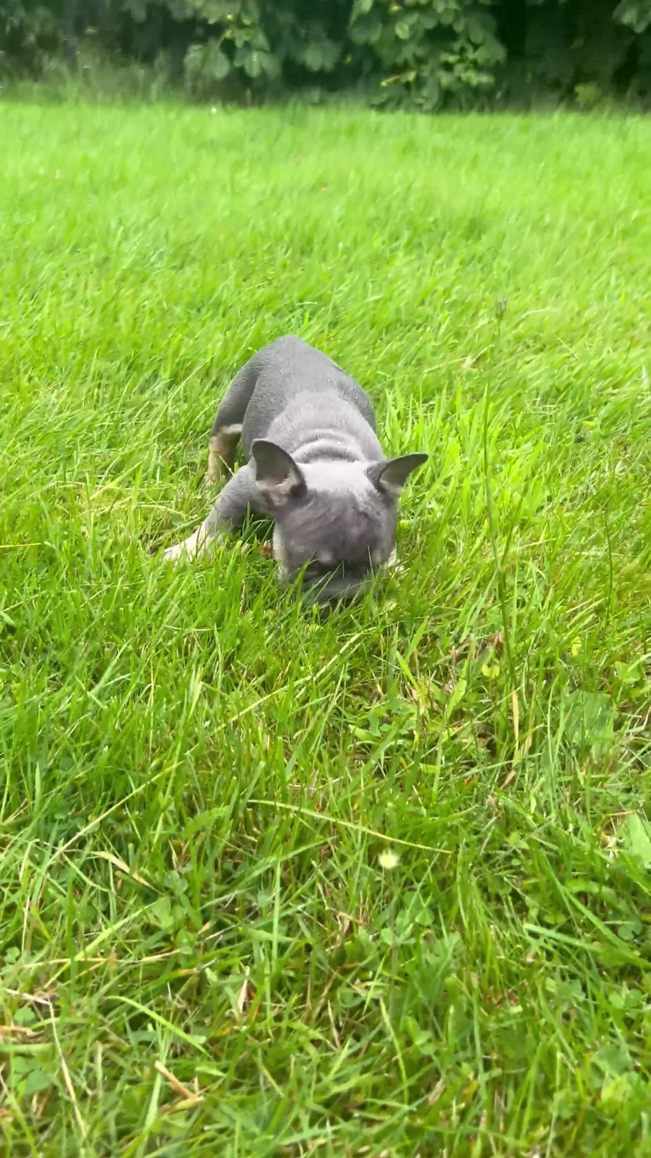 French Bulldog dogs for sale: 2 girls looking for forever home - Video 5