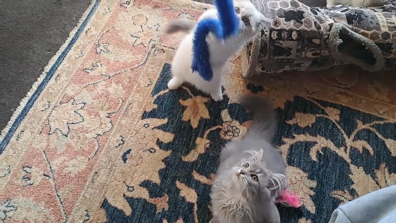RagaMuffin cats for sale: 3 adorable Raga-per kittens. Born 7/7/26   - Video 2