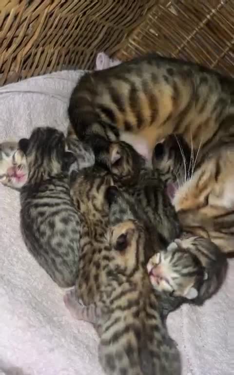 Mixed Breed cats for sale: Bengal x kittens  - Video 1