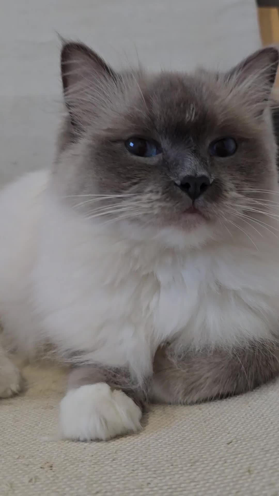Ragdoll cats for sale: Ragdoll - Video 3