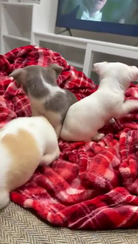 Chihuahua dogs for sale: KC registered chihuahua amazing green eyes  - Video 1