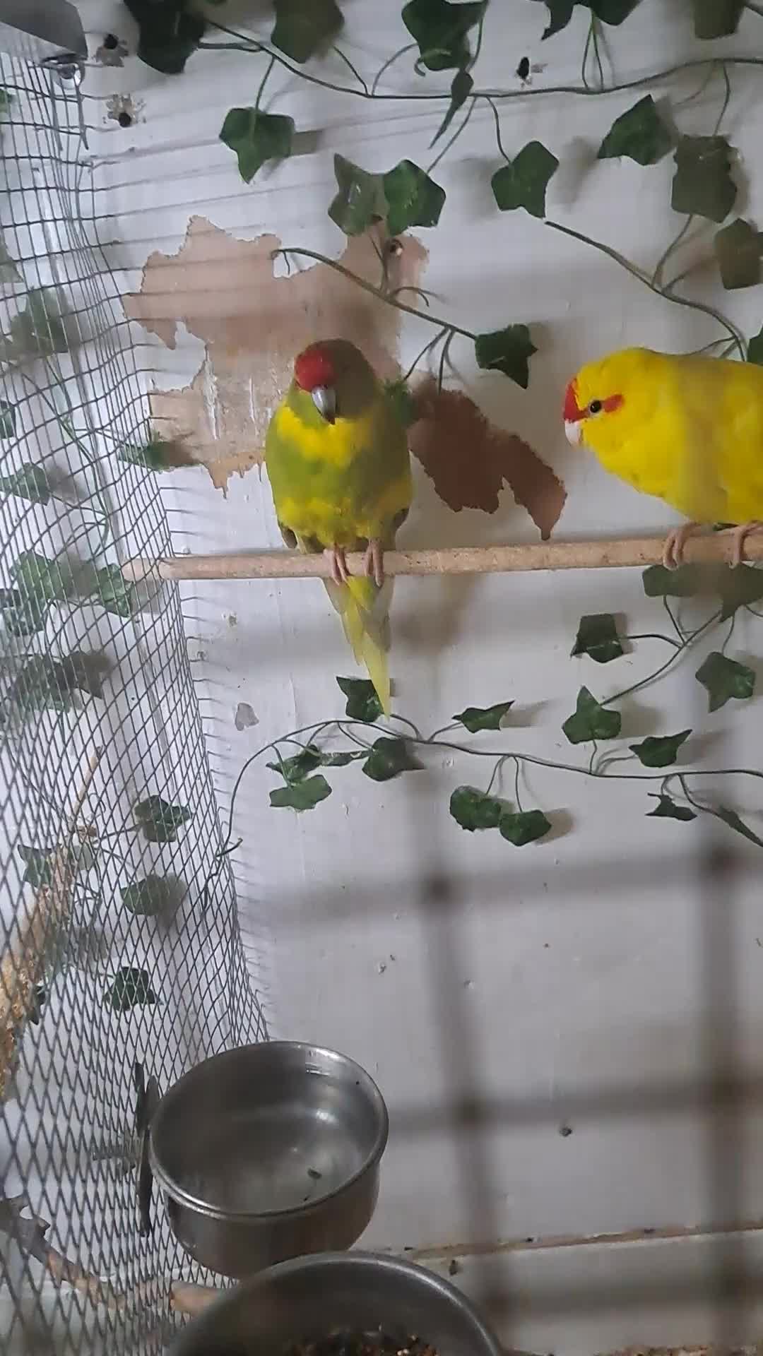 Parakeets birds for sale: Pair of kakariki  - Video 1