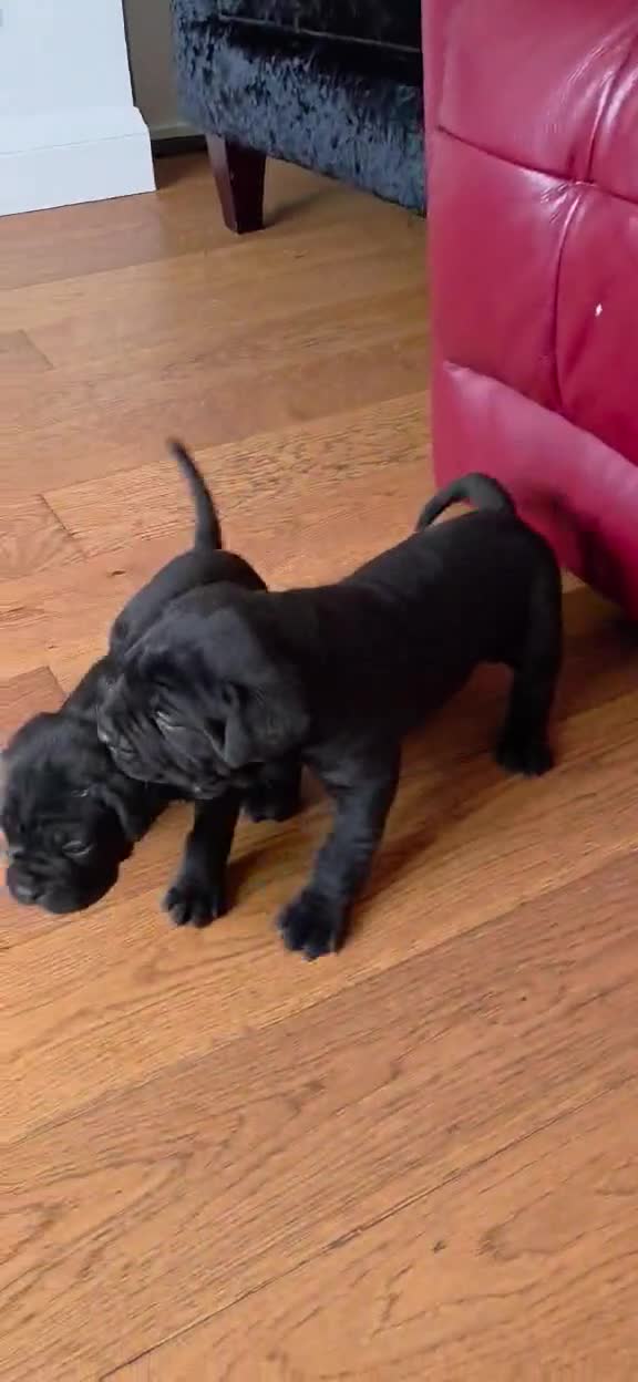 Cane Corso dogs for sale: Pure Bred Cane Corso Pups - Video 4