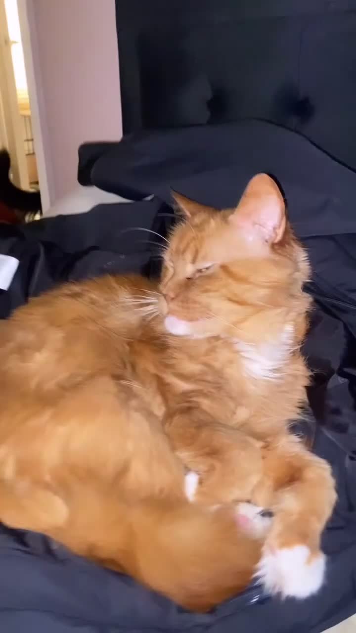 Maine Coon cats for sale: ABSOLUTELY BEAUTIFUL Red Tabby Maine Coon Boy - Video 2