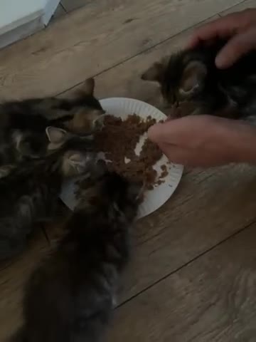 Mixed Breed cats for sale: Cute kittens  - Video 1