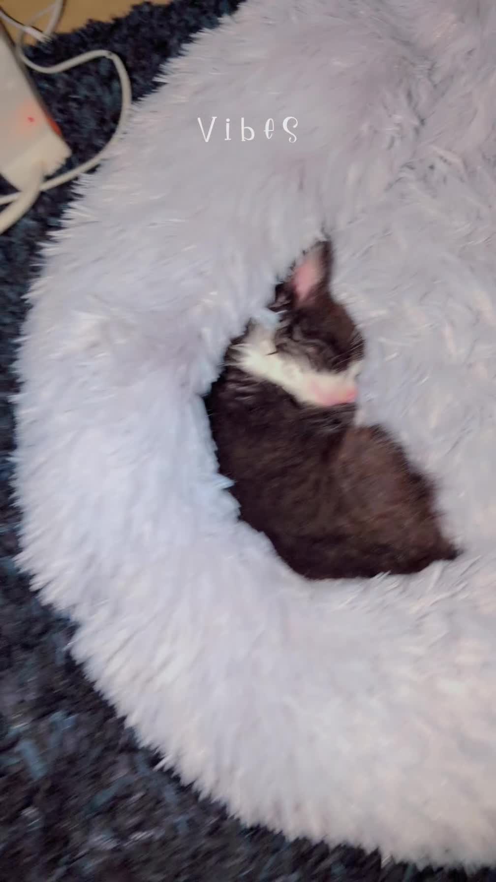 British Longhair cats for sale: British long hair kitten - Video 1