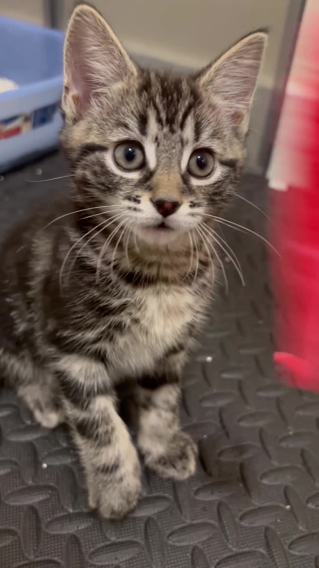 Mixed Breed cats for sale: 2 beautiful playful boys. Stunning tabby markings - Video 3