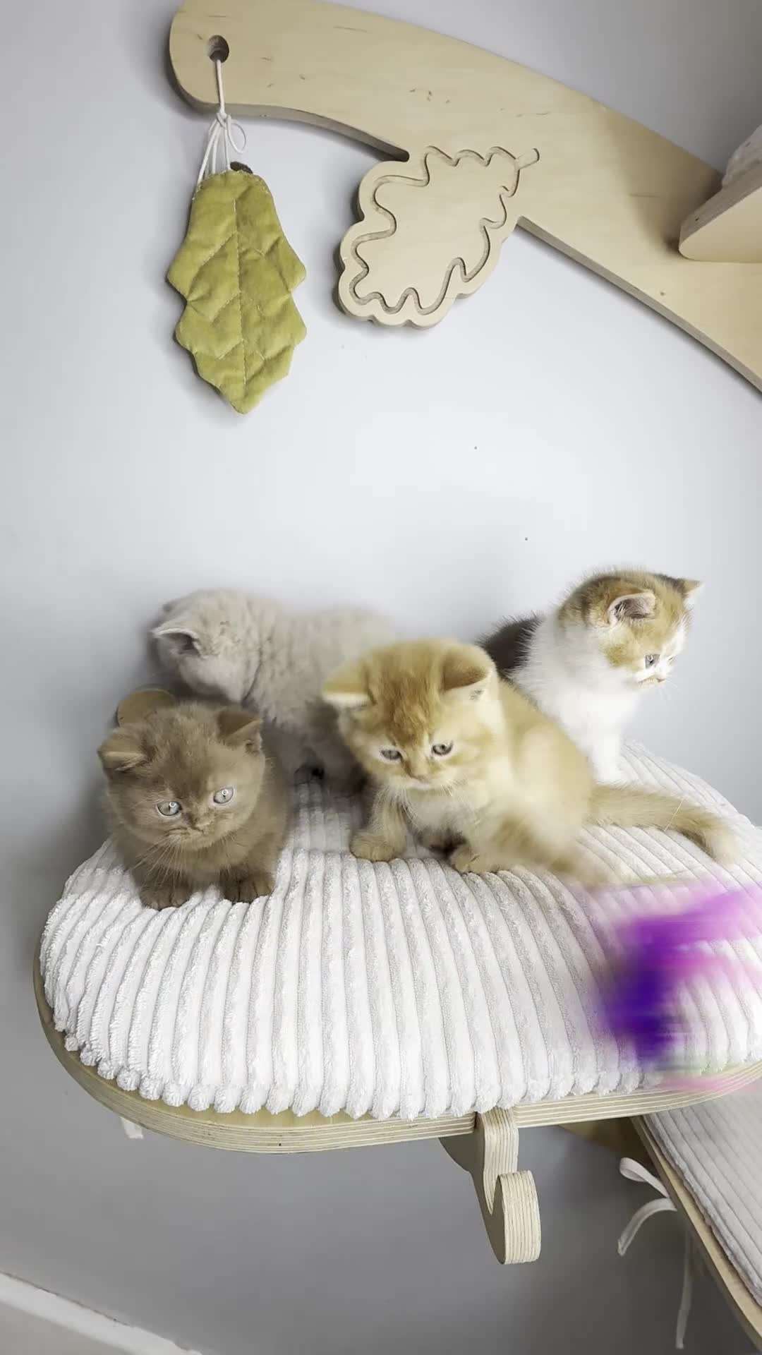 British Shorthair cats for sale: Stunning Pedigree BSH  - Video 1