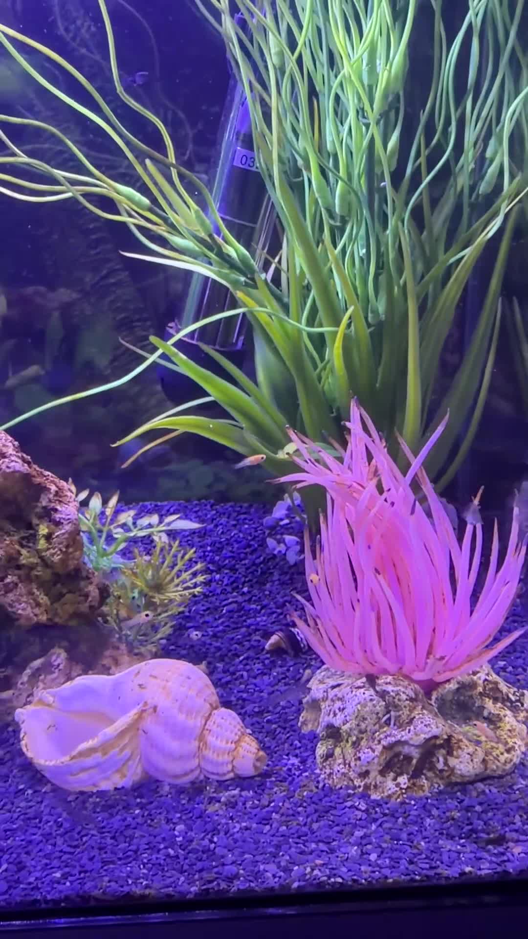 Mollies fish for sale: Balloon molly babies - Video 1