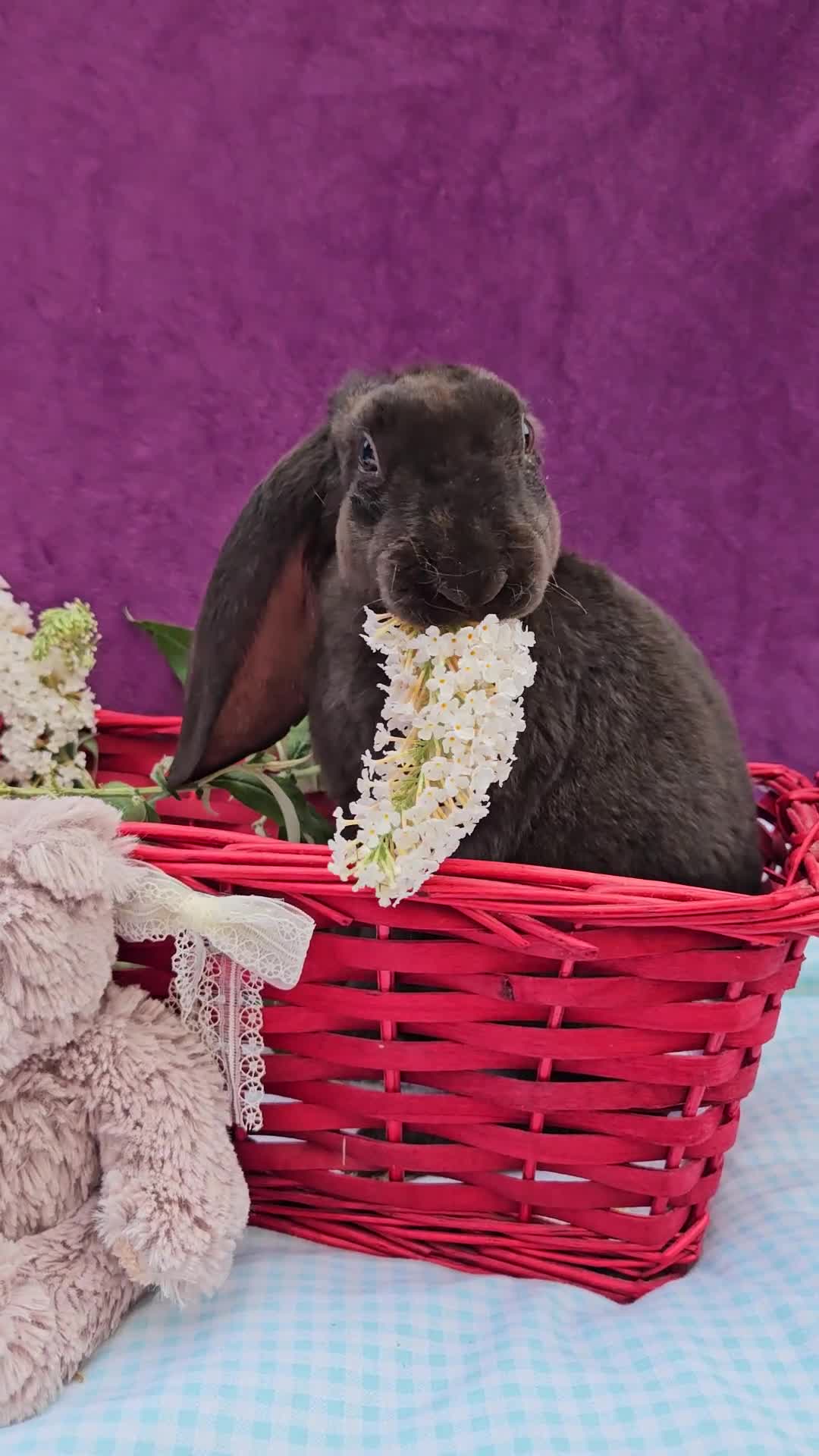 Mini Lop rabbits for sale: Baby velveteen lops & adult mini rex  - Video 3