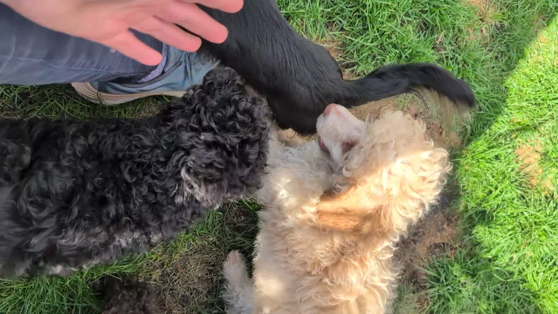 Miniature Poodle dogs for sale: Beautiful KC registered miniature poodles  - Video 3