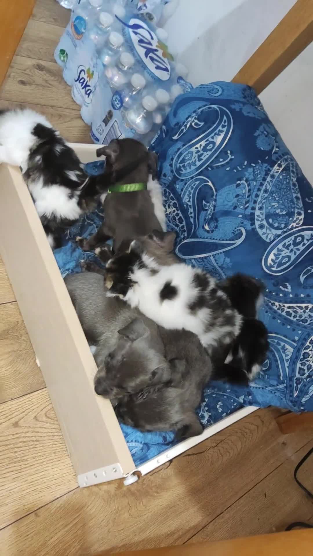 Mixed Breed dogs for sale: Caine corso/ American bully 10 weeks - Video 2