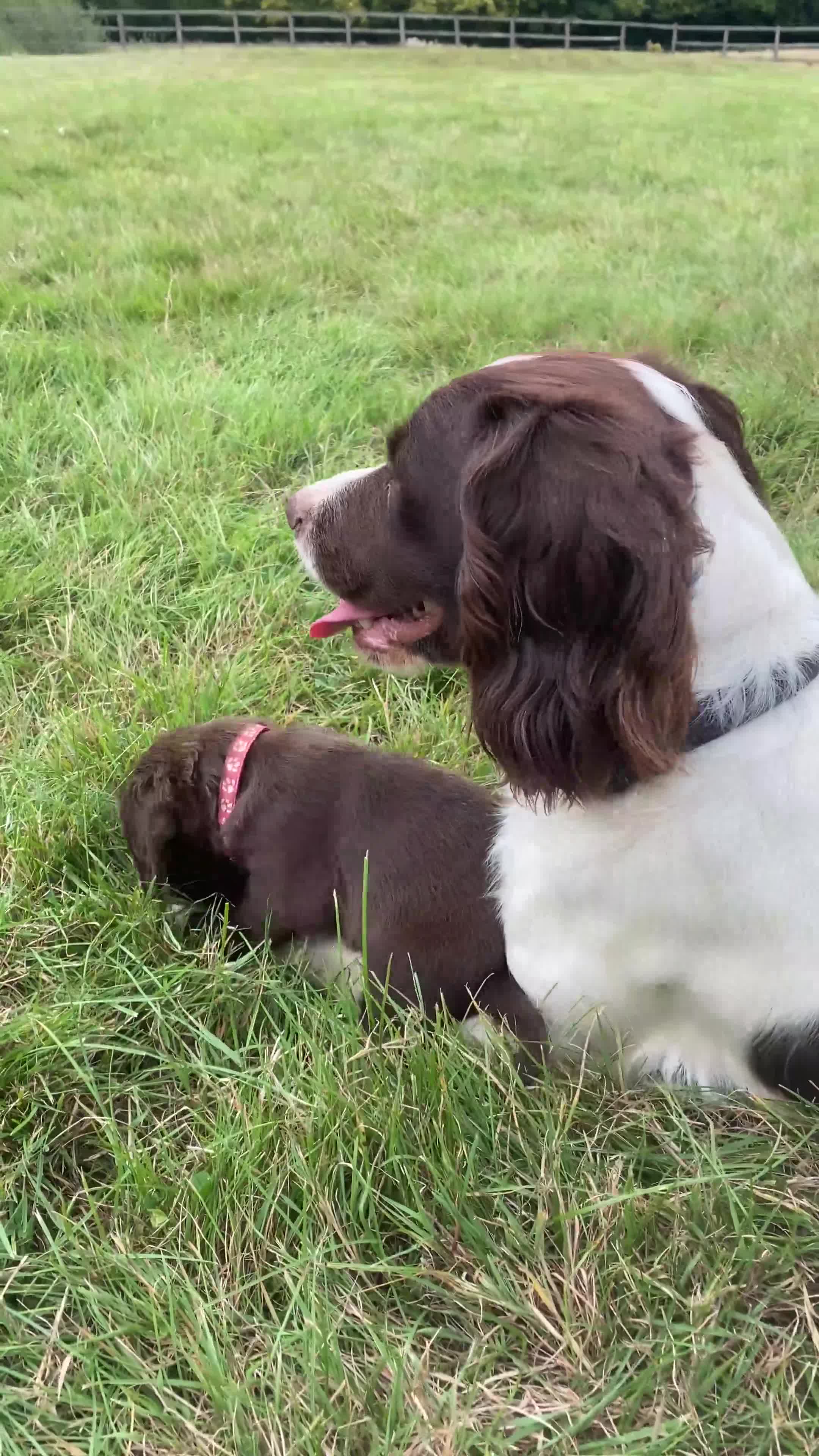 Sprocker dogs for sale: Last 2 girls available chocolate Sprockers - Video 2