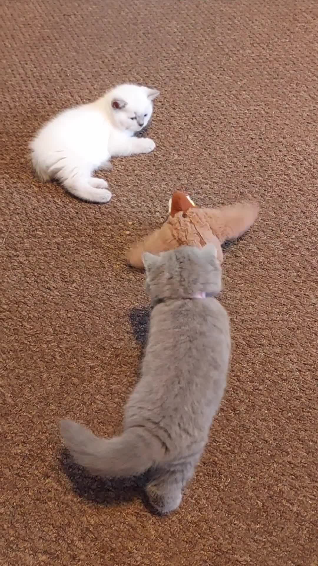 British Shorthair cats for sale: ⭐️ GCCF Registered British Shorthair Kittens ⭐️ - Video 2