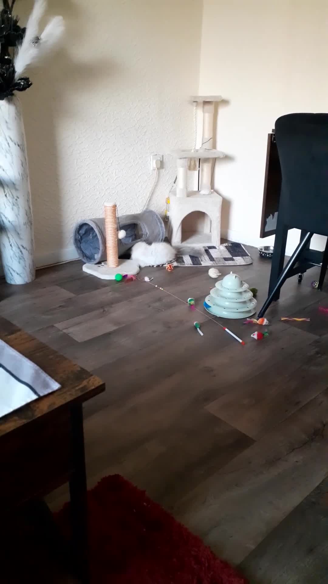 Ragdoll cats for sale: Ragdoll  - Video 1