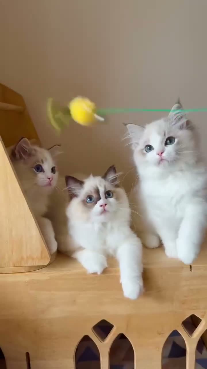 Ragdoll cats for sale: Adorable Ragdoll Kittens - 12 Weeks, Ready Now - Video 1