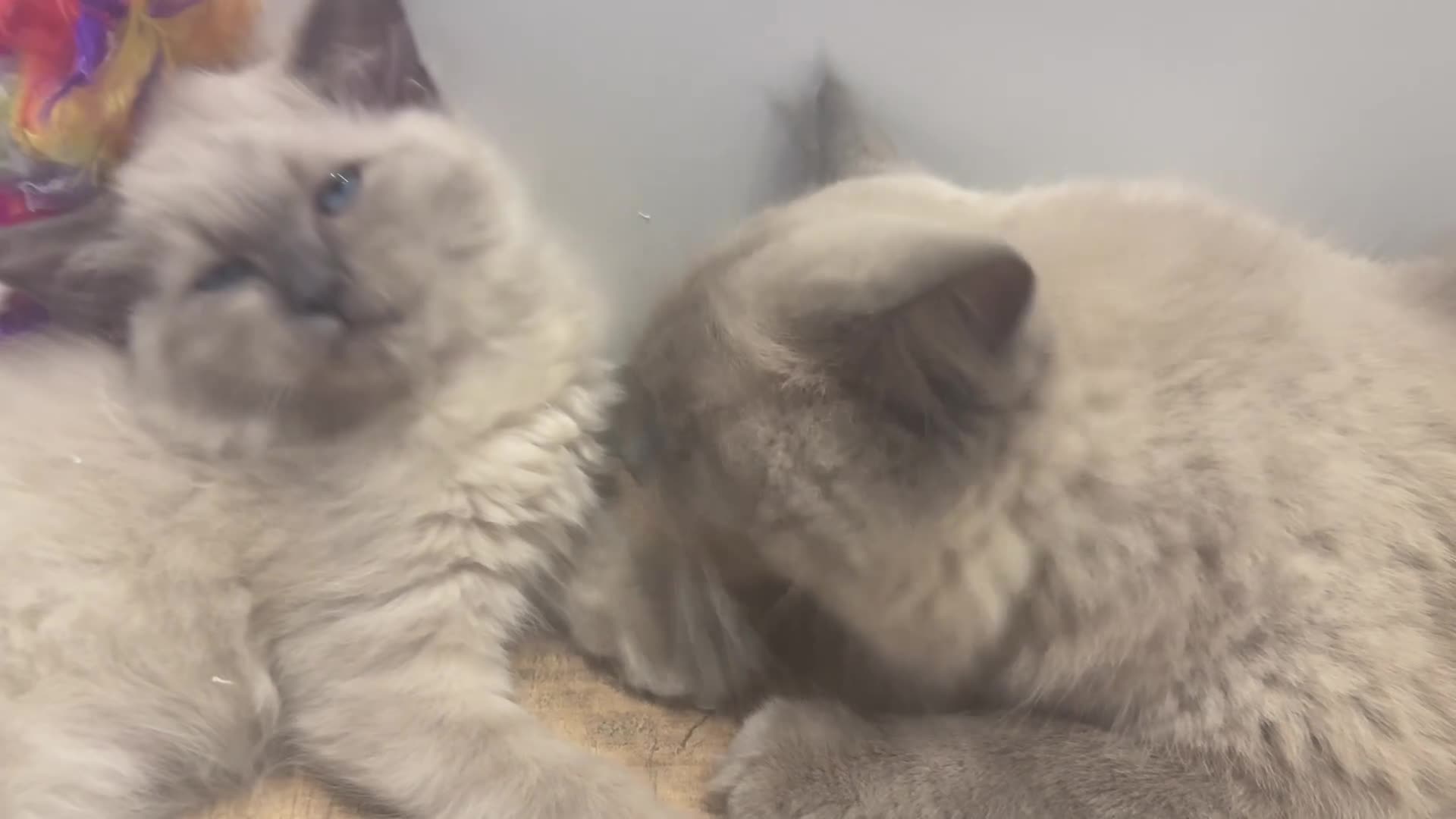 Ragdoll cats for sale: Beautiful ragdoll babies! 😻😻😻 - Video 3