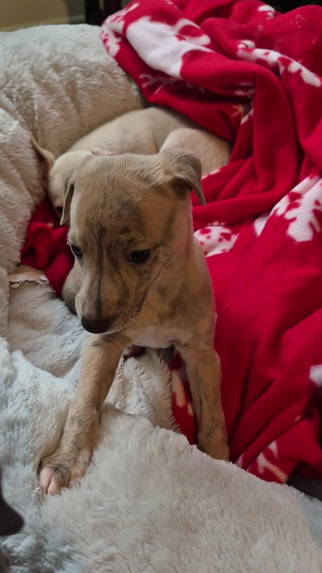 Whippet dogs for sale: Last Blue Brindle Boy - KC Registered-Champion🏆   - Video 1