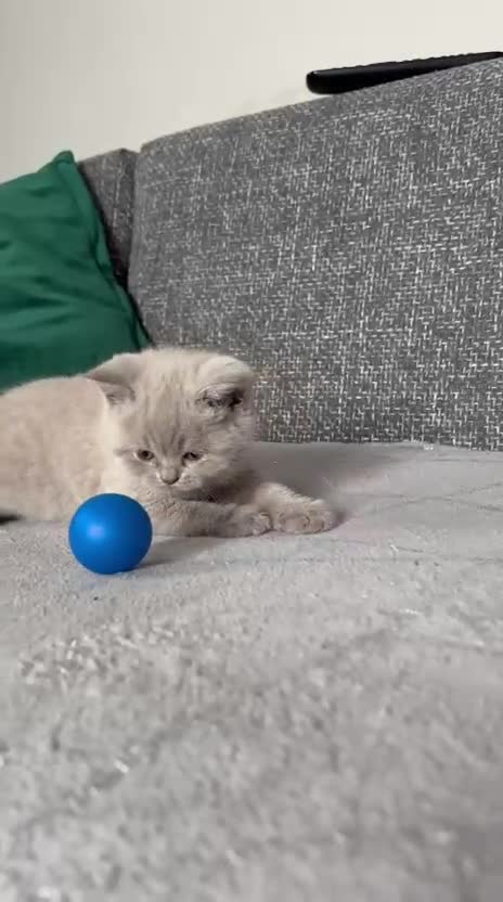 British Shorthair cats for sale: Gorgeous BSH female kittens for sale - Video 2