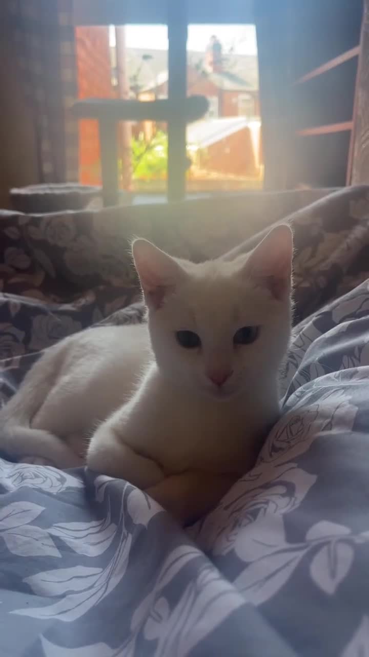 Mixed Breed cats for sale: 6 month old mixed breed white kitten for sale  in Birmingham - Video 1