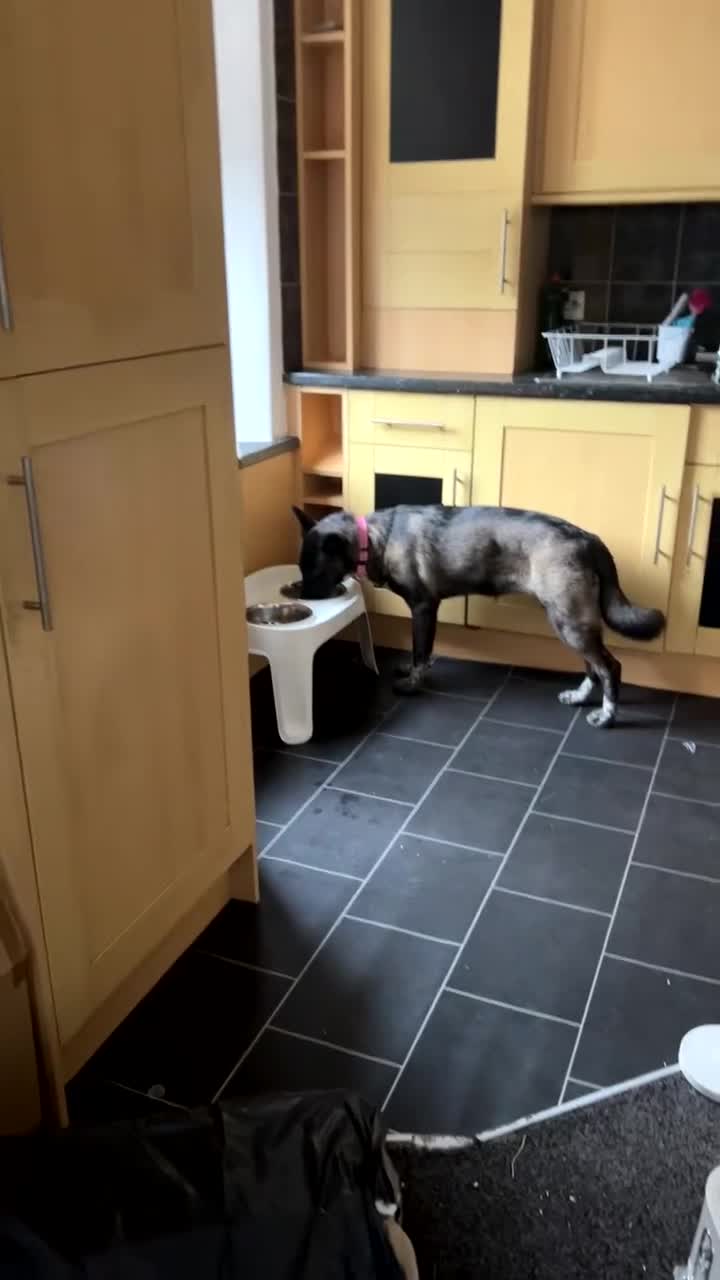 Huskita dogs for sale: Huskita  - Video 1