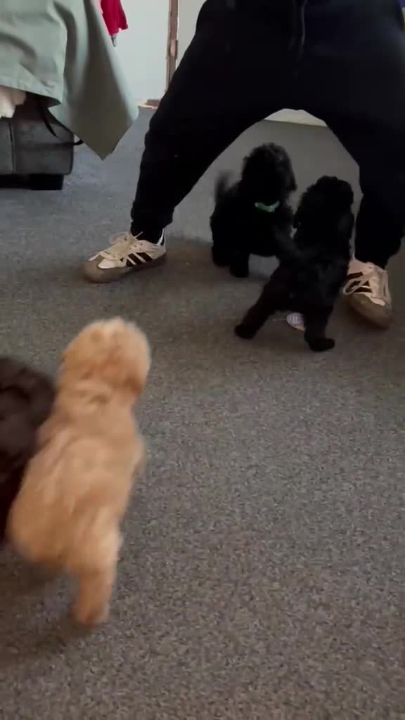 Cavapoo dogs for sale: !REDUCED! F1b cavapoos ready to leave  - Video 1