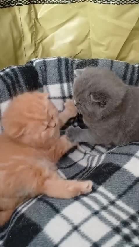 British Longhair cats for stud: British Longhair for Stud - Video 1