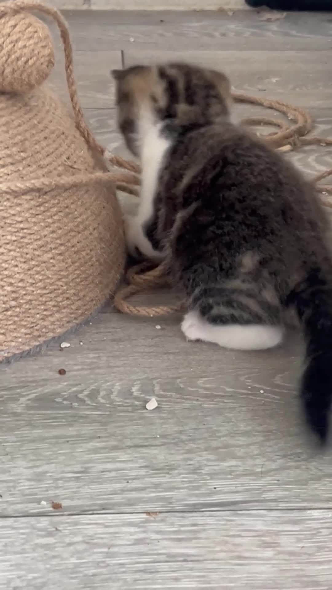 Mixed Breed cats for sale: 3 Beutiful babies  - Video 1