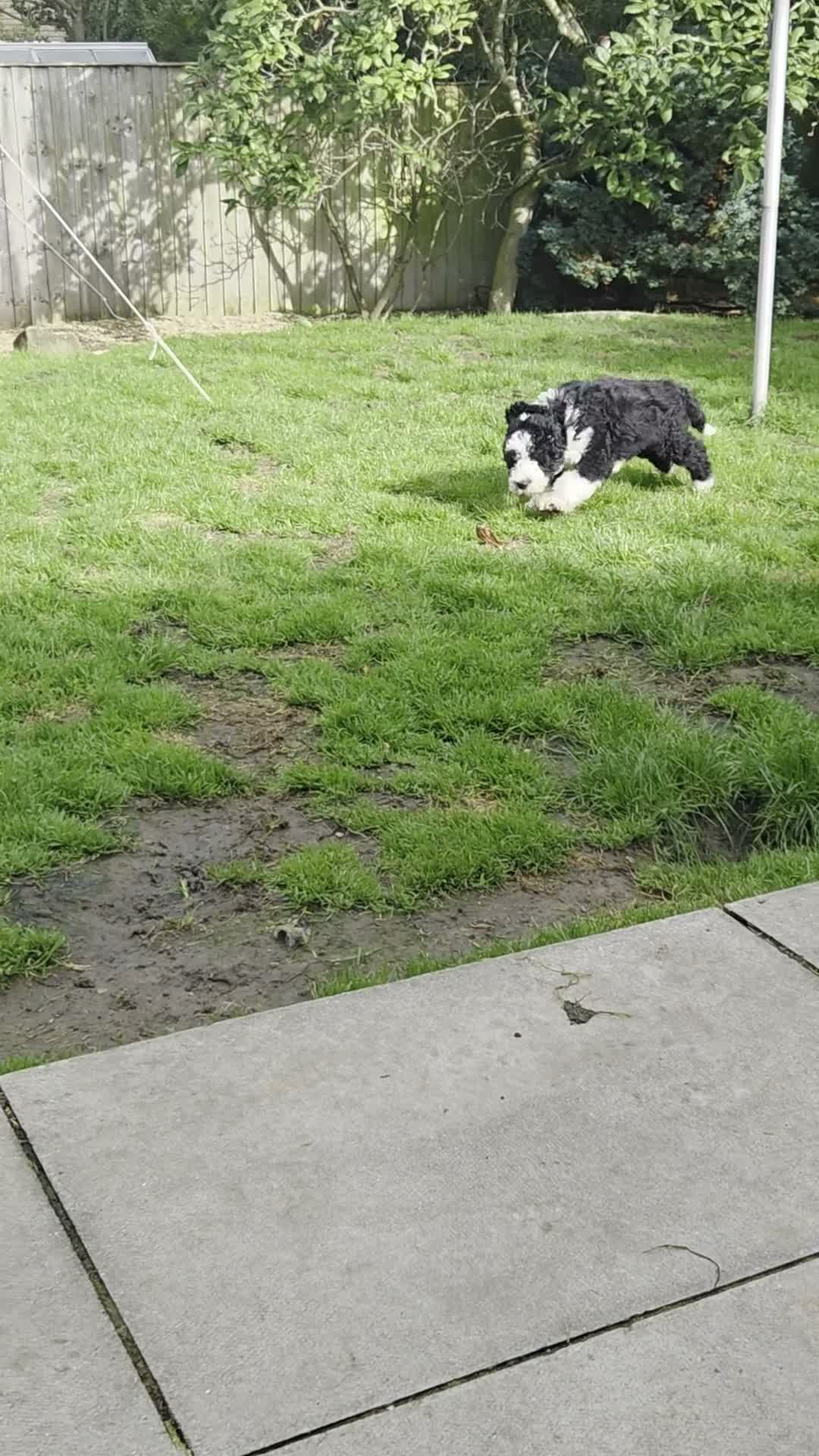 Old English Sheepdog dogs for sale: ONE HANDSOME MALE SHEEPADOODLE AVAILABLE  - Video 1