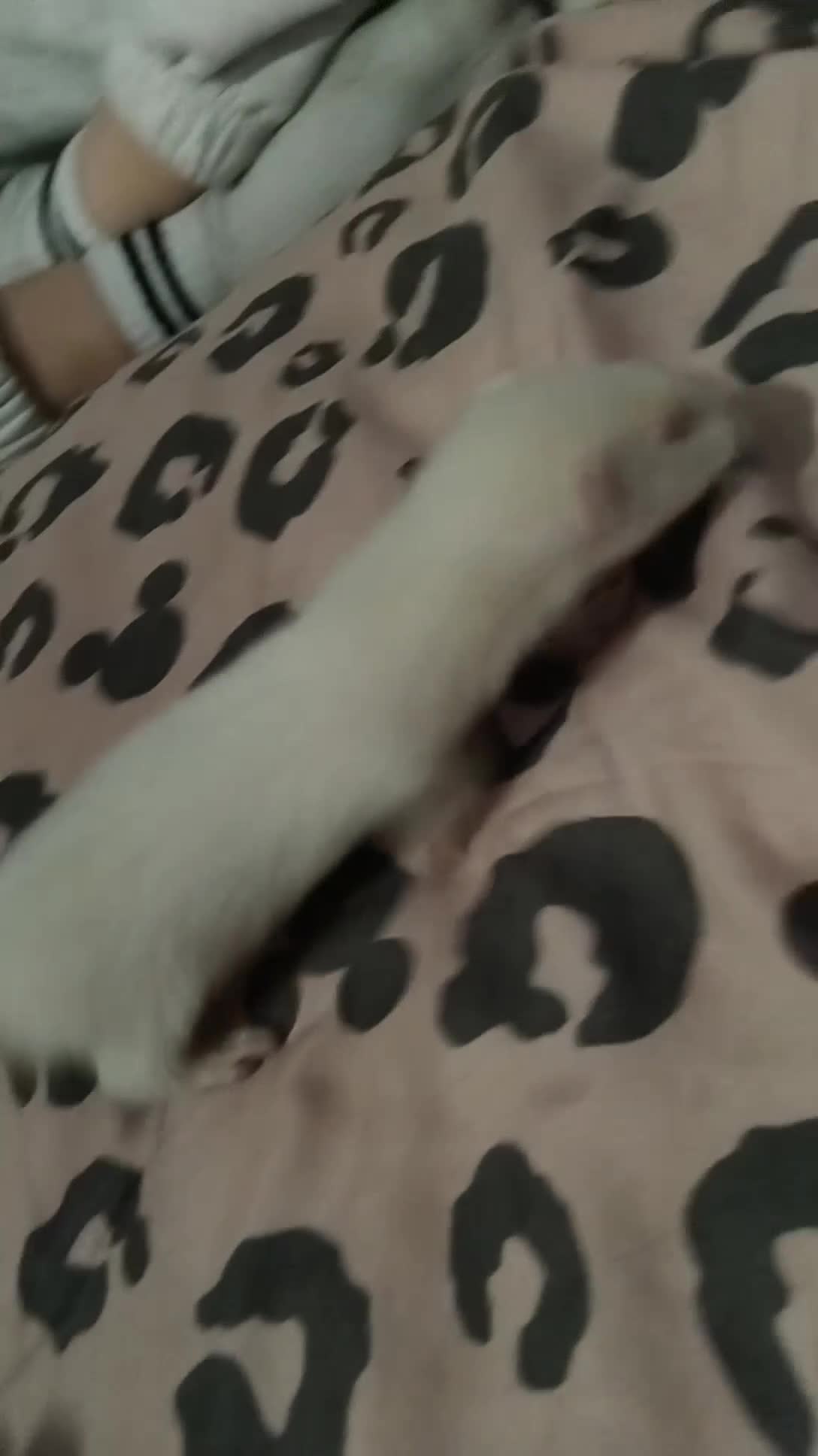 Ferret rodents for sale: Albino Baby ferret in Bishop Auckland - Video 2