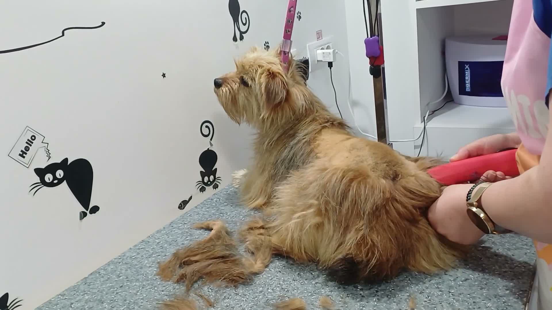 Mixed Breed dogs for adoption: 🐾💛 ARISA – The Little Dog Nobody Stopped For💛🐾 - Video 4