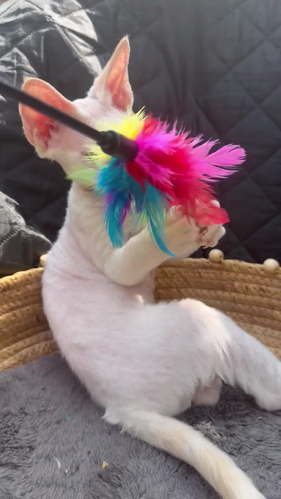 Devon Rex cats for sale:  Sorell – TheLittle Shadow Who Steals Your Heart  - Video 1